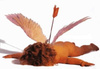 CupidoMorto.jpg