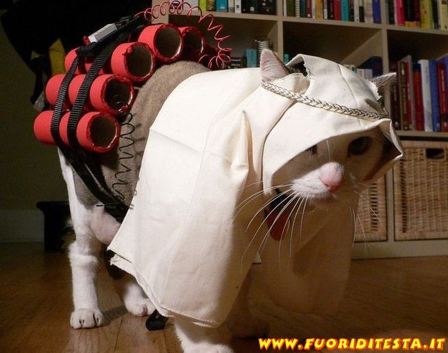 gatto_kamikaze.jpg