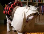 gatto_kamikaze.jpg