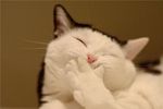 gatto-sorridente.jpg