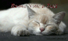 Buonanotte-2.gif
