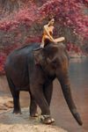 elefante&donna.jpg