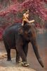 elefante&donna.jpg
