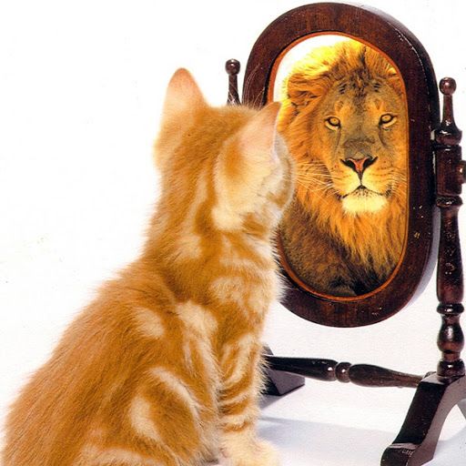 L1Gy7LfOcN2ZrnWk5IB-EZMoCn6ndSlMjTSxCqpv4xG0JL82Ot_RJgz7SFvgeerju3d0pjBuCO65QFU-hsS2QDULi5_9bwzwmg=w512-h512-nc.jpeg