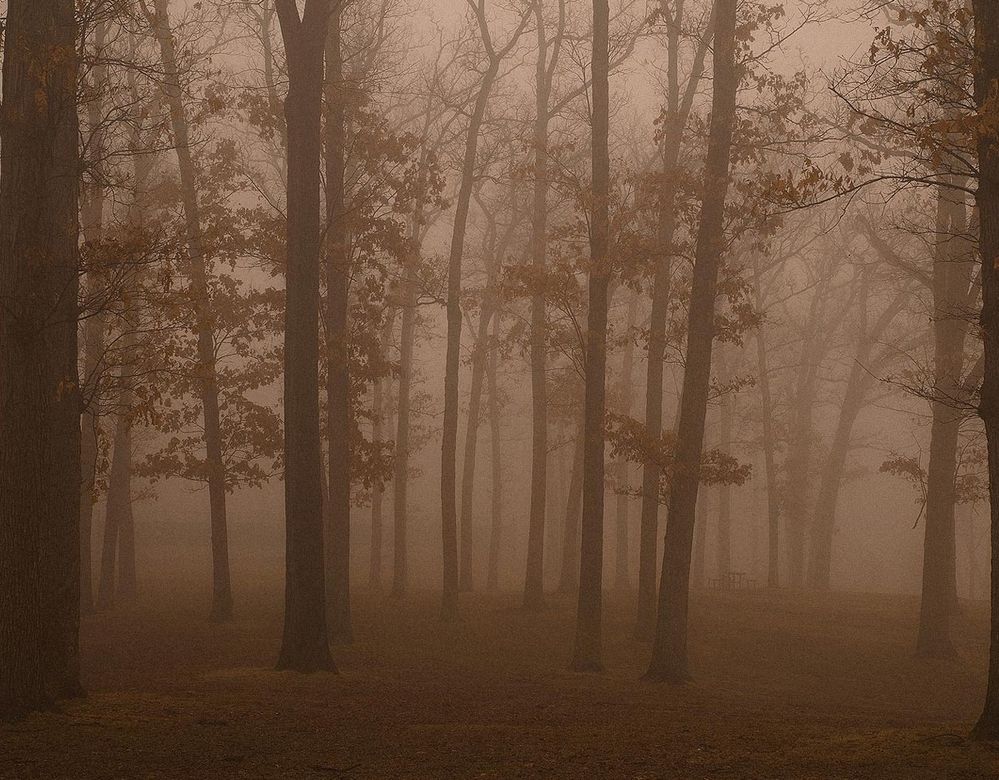 alberi.jpg