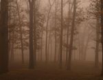 alberi.jpg