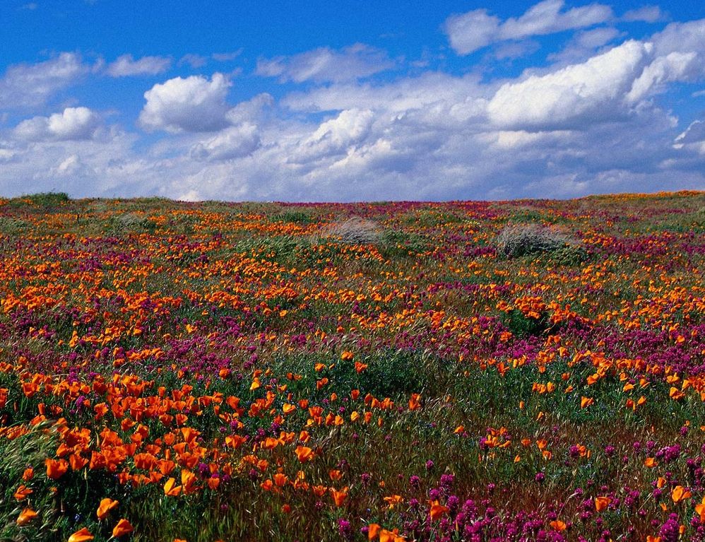 fiori.jpg