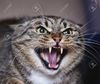 637abdmQTg_ZVAHmTkO9v6W1SeP6idHb7bIAwIrfpmFBSUPpHMnM9_JxX7FL1XYSzppvB_JEnTqwyAPHXIOAQf0y6MeoIFF_THGoMCzokzgg4KpVujSFLlPaNr_MwUihm0287a2yLBUVAnZvVU5TxijITIr0CtyfjYOh27t53qEiN8wH=w418-h352-nc.jpeg