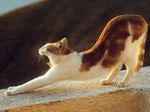 gatto_stanco.jpg