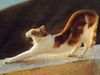 gatto_stanco.jpg