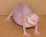 _4mininaked-mole-rat.jpg