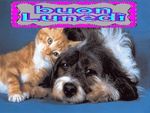282600_cani_e_gatti3.jpg