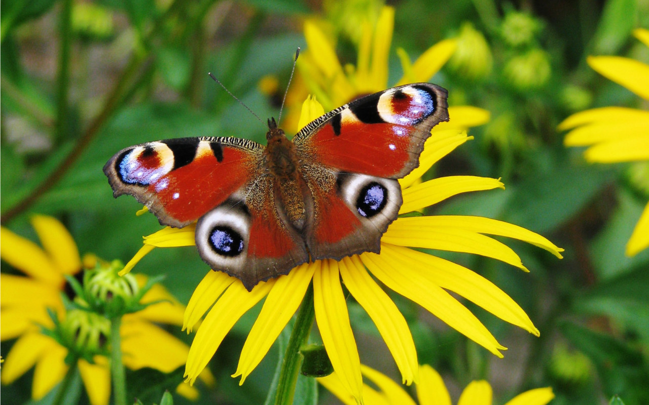 peacock_butterfly_1280x800.jpg