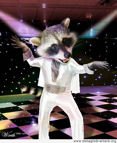 animale-che-balla.jpg