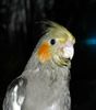 pedro1.12-2.jpg