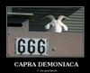 capra-demoniaca.jpg