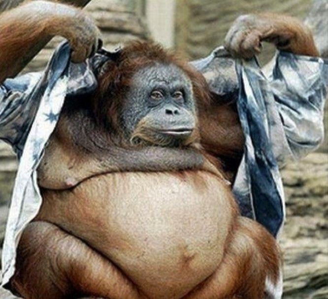 67791_affe_mit_wampe.jpg