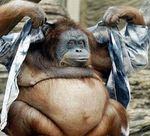 67791_affe_mit_wampe.jpg