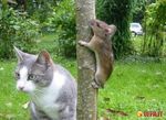 GattoTopo.bmpkGaGFP.bmp.jpg