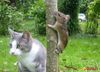GattoTopo.bmpkGaGFP.bmp.jpg