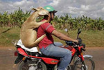 Pecora-in-moto.jpg