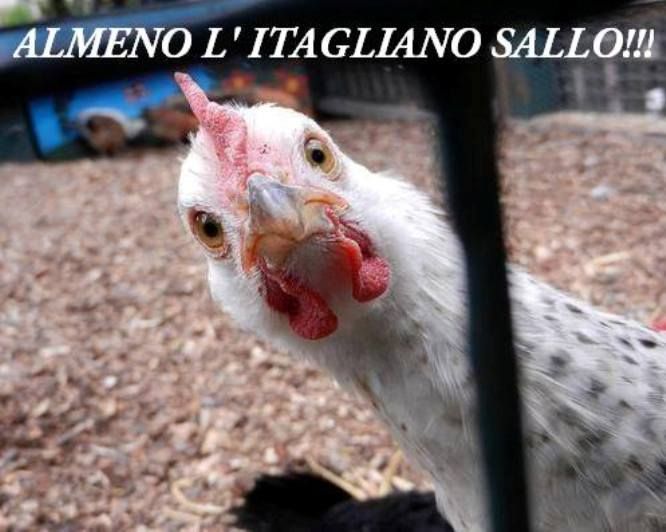 sall.jpg