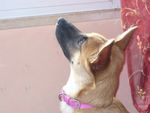 Pubblico (dolly2010-it)