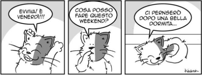 1011_due_cuori_una_gatta.jpg