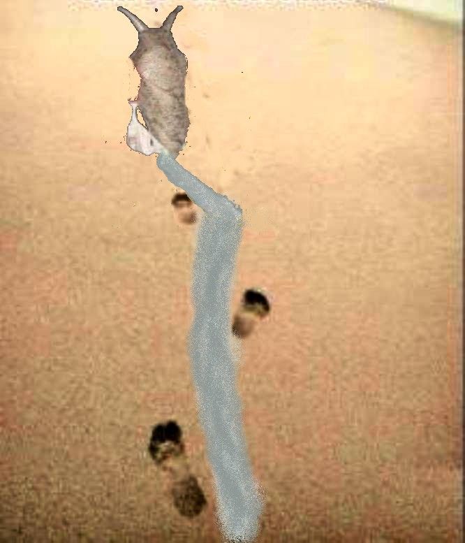 Roccox.jpg