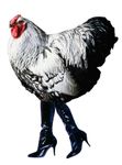 Gallina-alla-moda.jpg