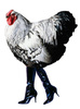 Gallina-alla-moda.jpg