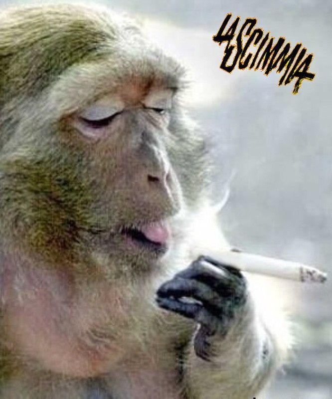 Scimmia_fumatrice_2cvb.jpg