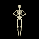 bones.gif