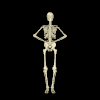 bones.gif