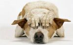 http://www.amandacastello.com/blog/wp-content/uploads/2012/12/capodanno-cani-e-gatti-ecco-perche-hanno-terrore-botti.jpg