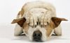 http://www.amandacastello.com/blog/wp-content/uploads/2012/12/capodanno-cani-e-gatti-ecco-perche-hanno-terrore-botti.jpg