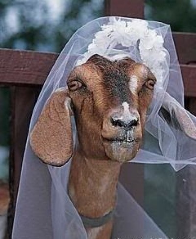 capra-sposa.jpg
