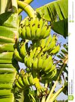 http://thumbs.dreamstime.com/z/casco-di-banane-banana-coltivata-31468489.jpg